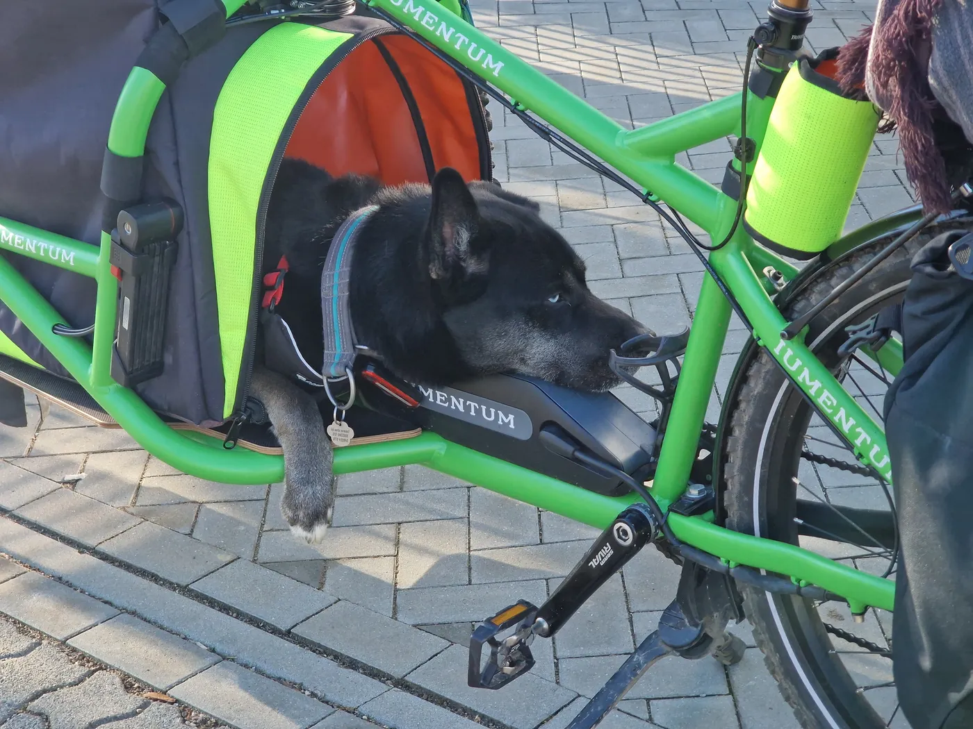 Entspannter Hund döst neben dem Velo Lab Lastenrad