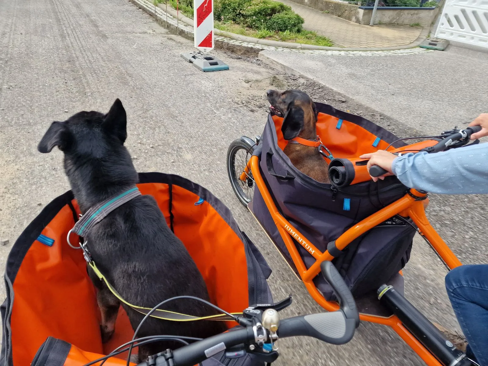 Pause am See: Velo Lab Lastenrad mit Hund und Fahrer am Ufer