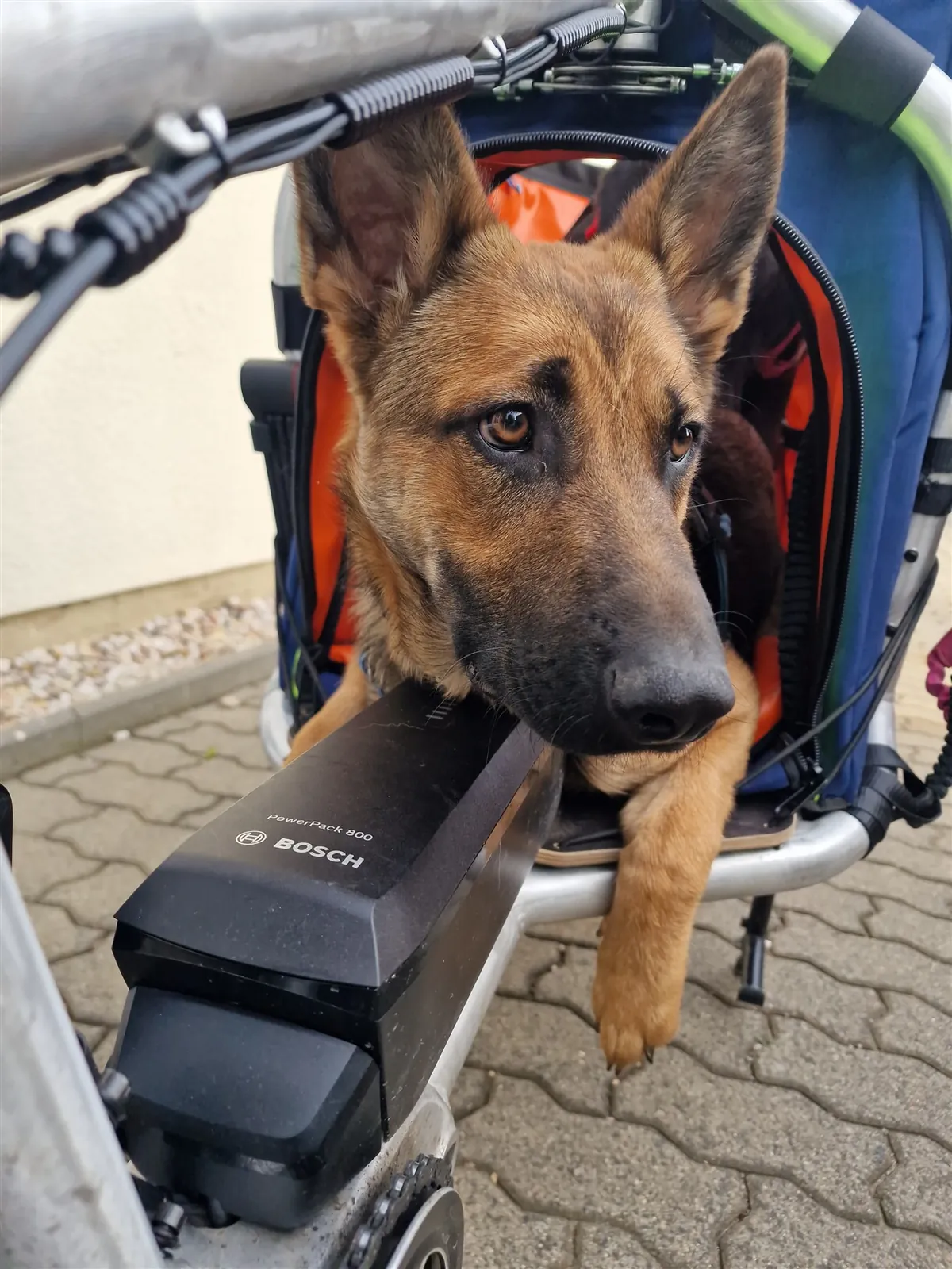 Hund schaut aus der Transportbox eines Velo Lab Lastenrads