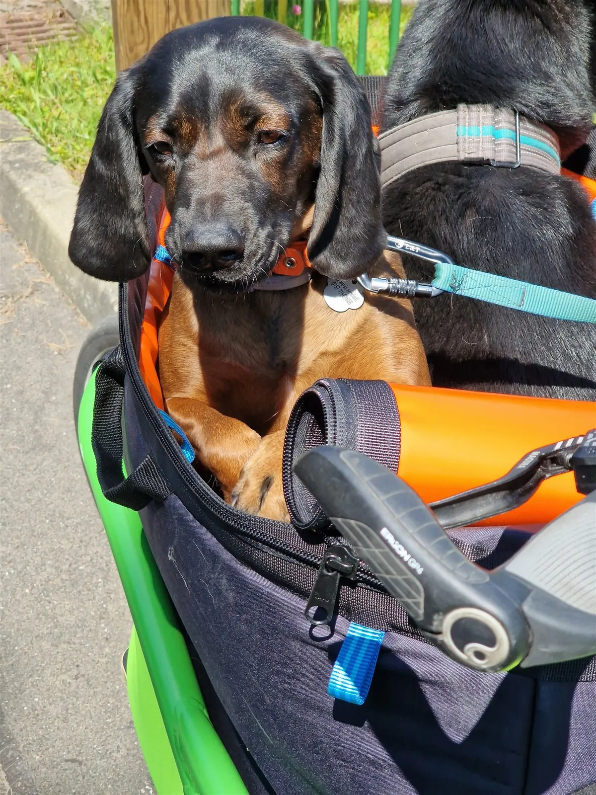 Hund im Geschirr, gesichert in der Transportbox des Lastenrads